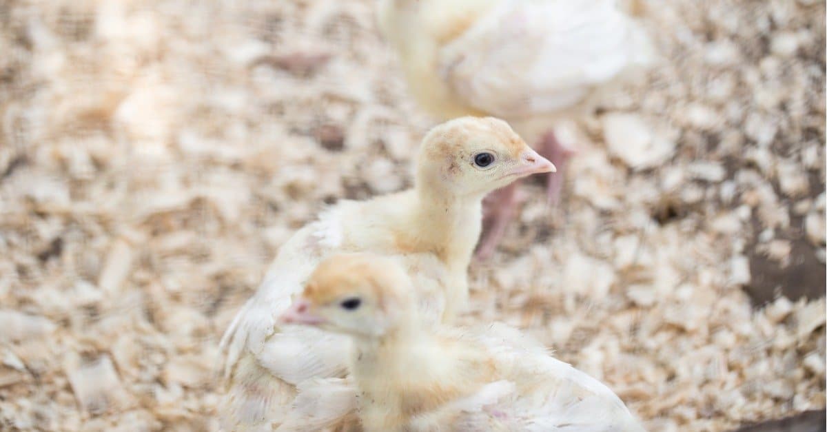 What’s a Baby Turkey Called & 4 More Amazing Facts! AZ Animals