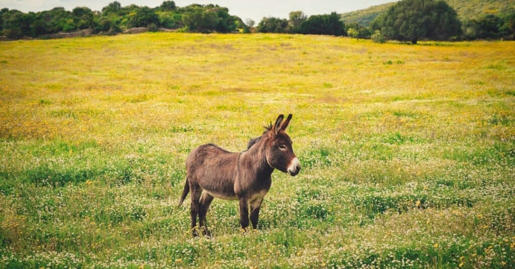 baby donkey grazing