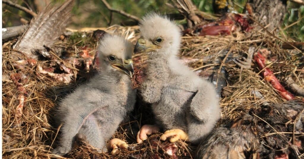 baby eagle pair