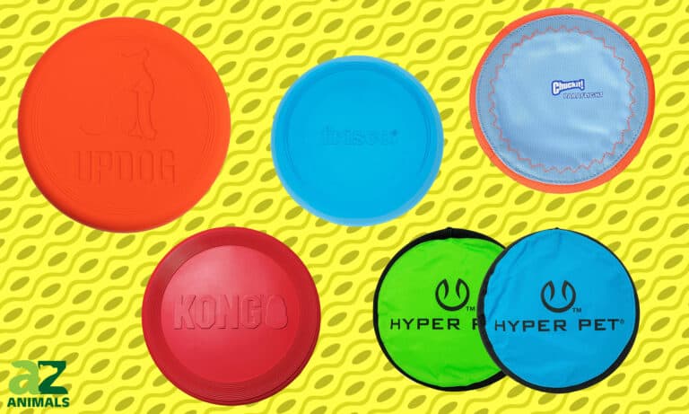 Dog Frisbees