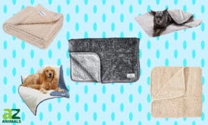 The Best Dog Blankets: Reviewed Picture
