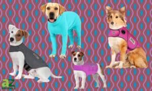 The 4 Best Dog Anxiety Vests: Reviewed Picture