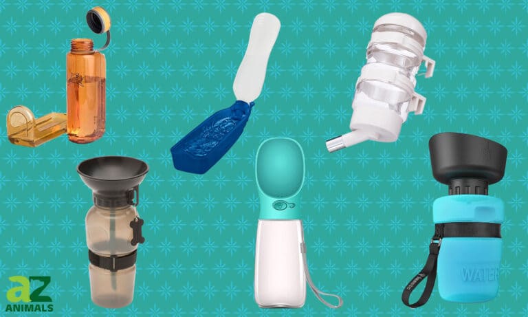 Dog Water Bottles