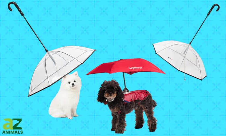 Dog Umbrellas