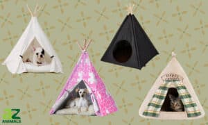 The Best Dog Teepees: Reviewed Picture