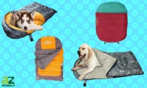 The Best Dog Sleeping Bags: Reviewed Picture