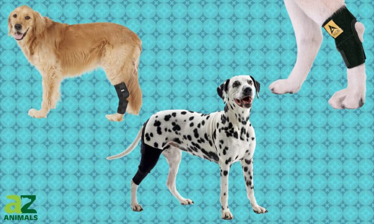Dog Knee Braces