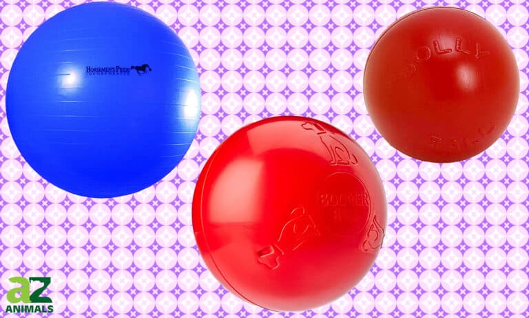 Herding Balls for Dogs