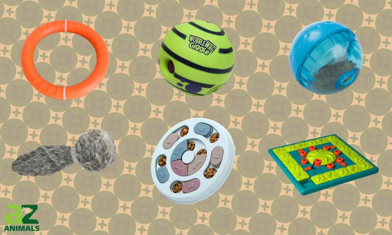 Interactive Dog Toys