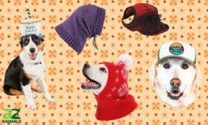 The Best Hats for Dogs: Reviewed Picture