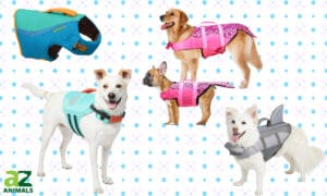 The 4 Best Dog Life Jackets: Reviewed Picture
