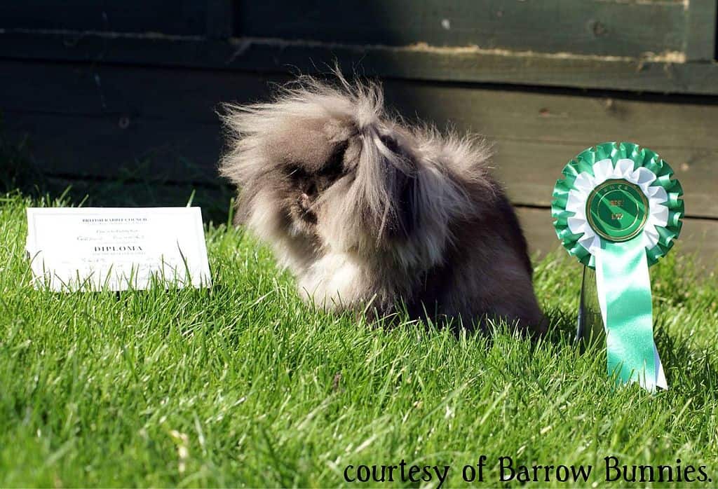 Sable Mini Lion lop