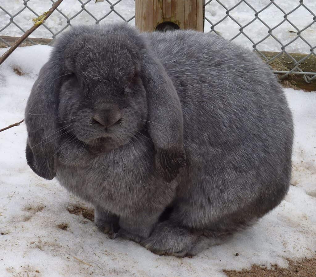 grey mini lop