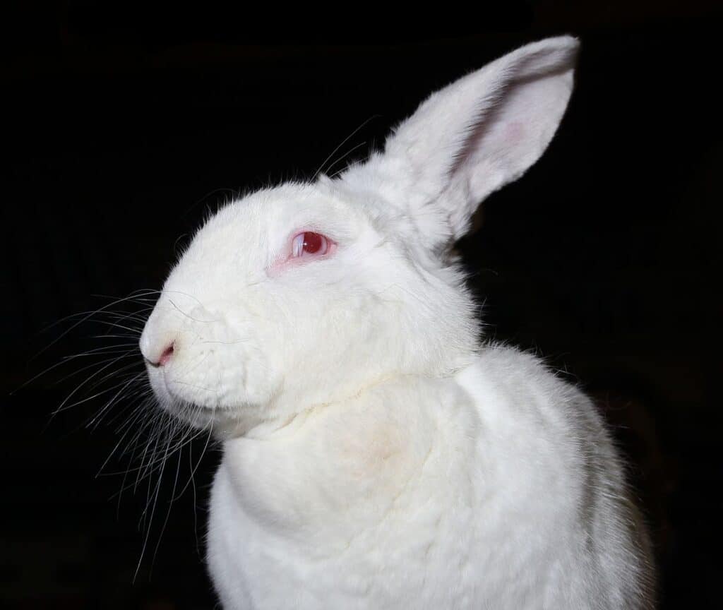 Blanc de Bouscat Rabbit
