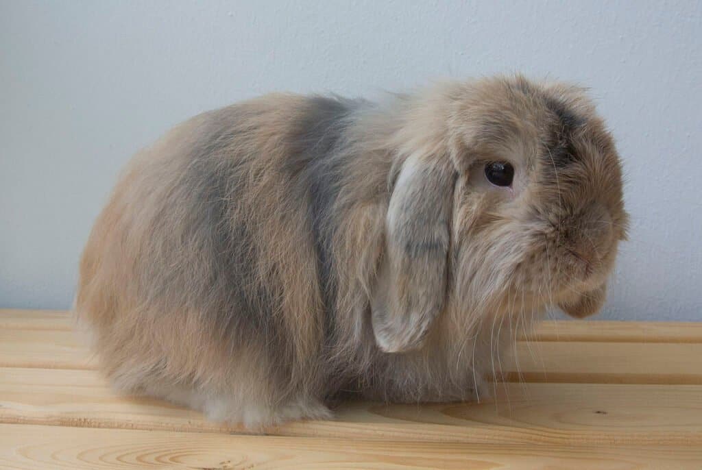 Cashmere Lop