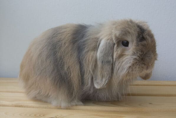 The 10 Most Adorable Lop-Eared Rabbit Breeds - A-Z Animals