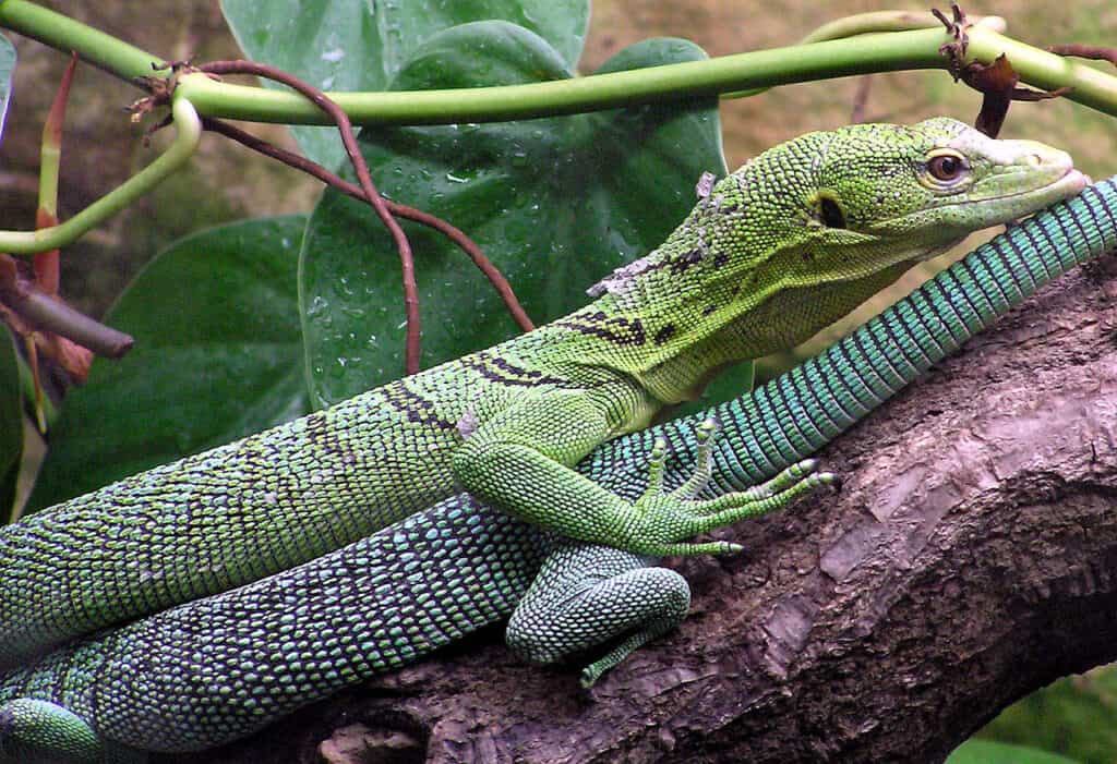 Green.tree.monitor.lizard