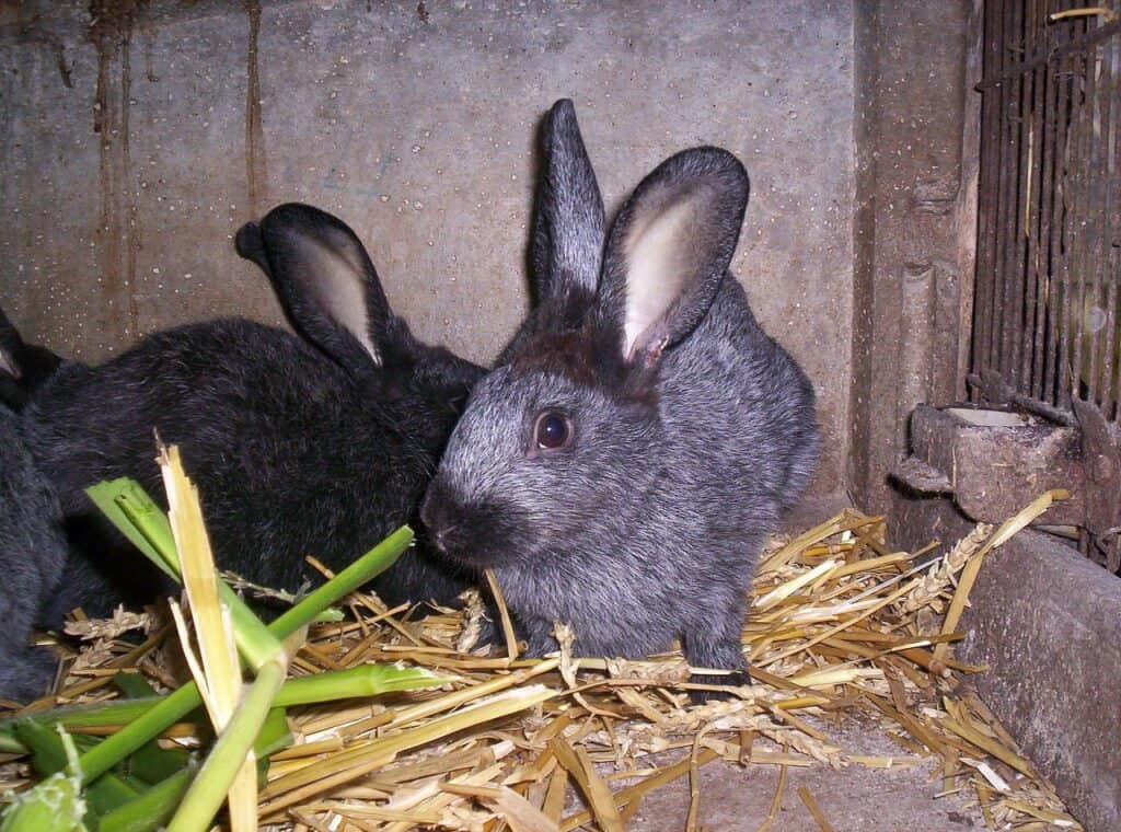  Young rabbit champagne d'argente