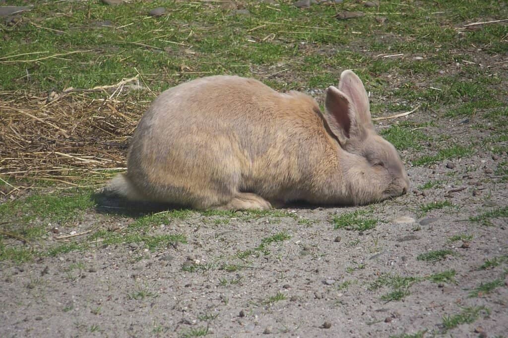 A Beige rabbit