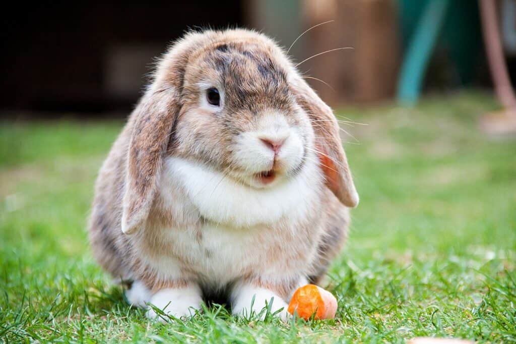 mini lion lop bunny