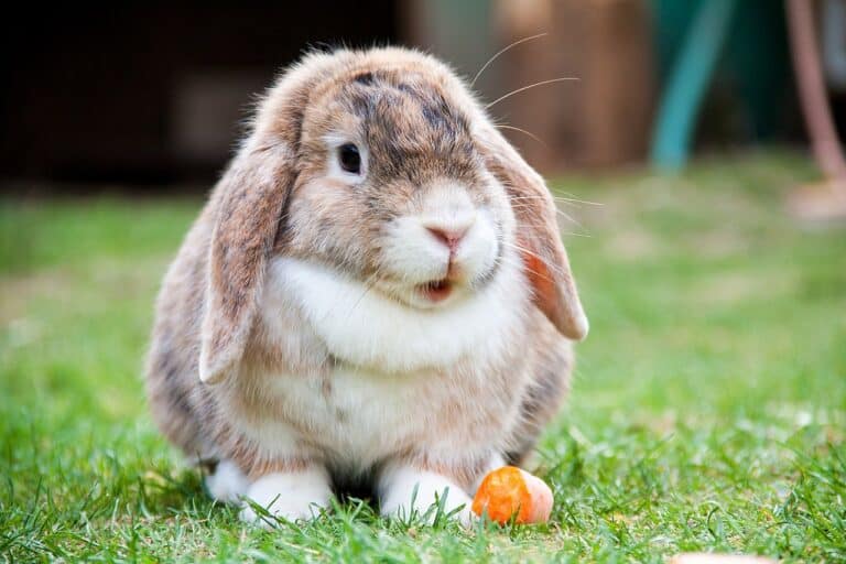 Are Rabbits Nocturnal? AZ Animals