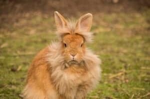 Lionhead Rabbit Colors: Rarest to Most Common Picture