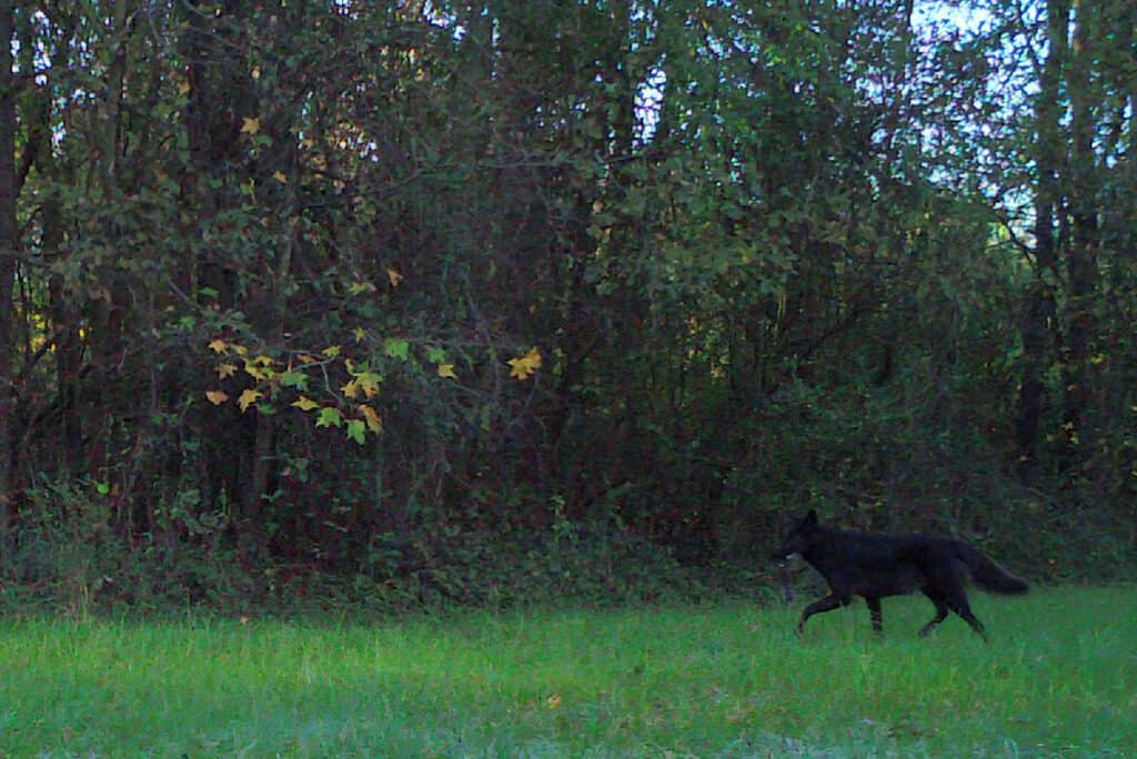 can a dog mate with a coyote