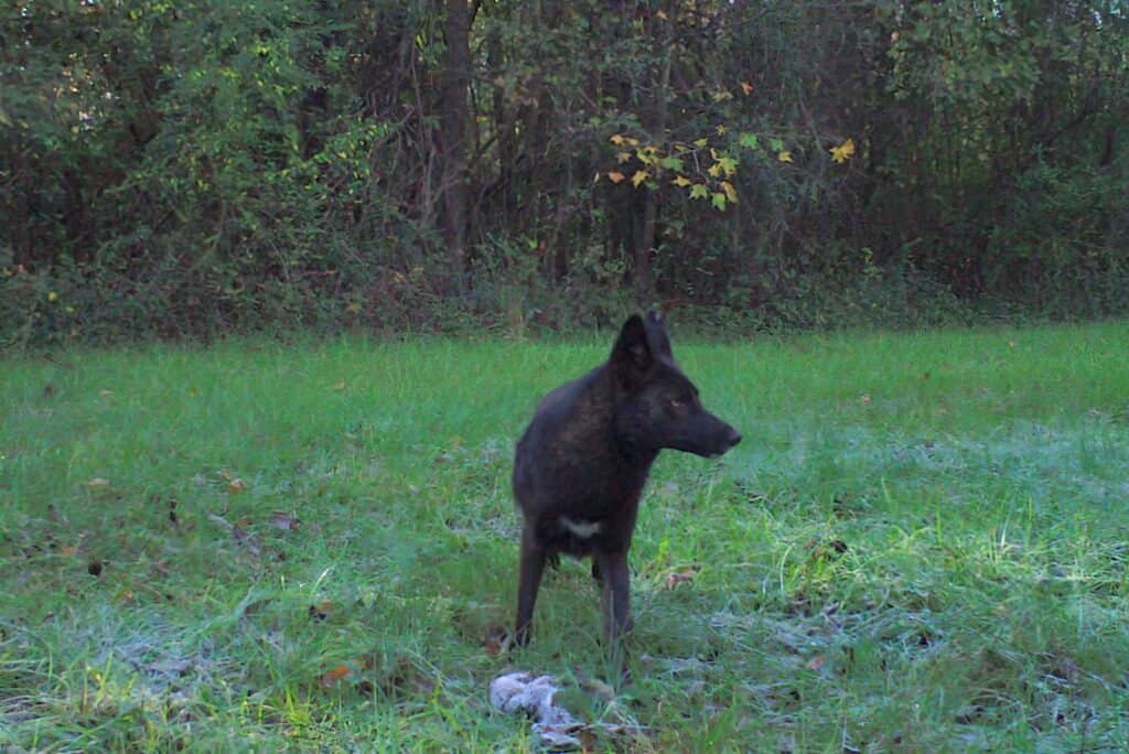 can coyotes and dogs mate