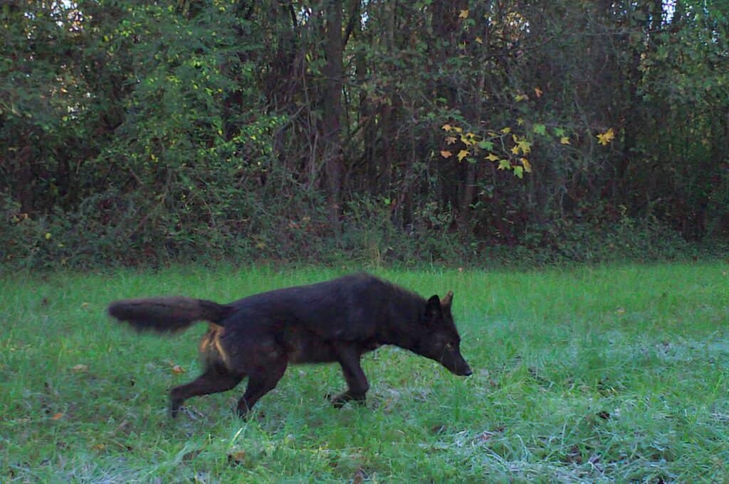 pet coydog