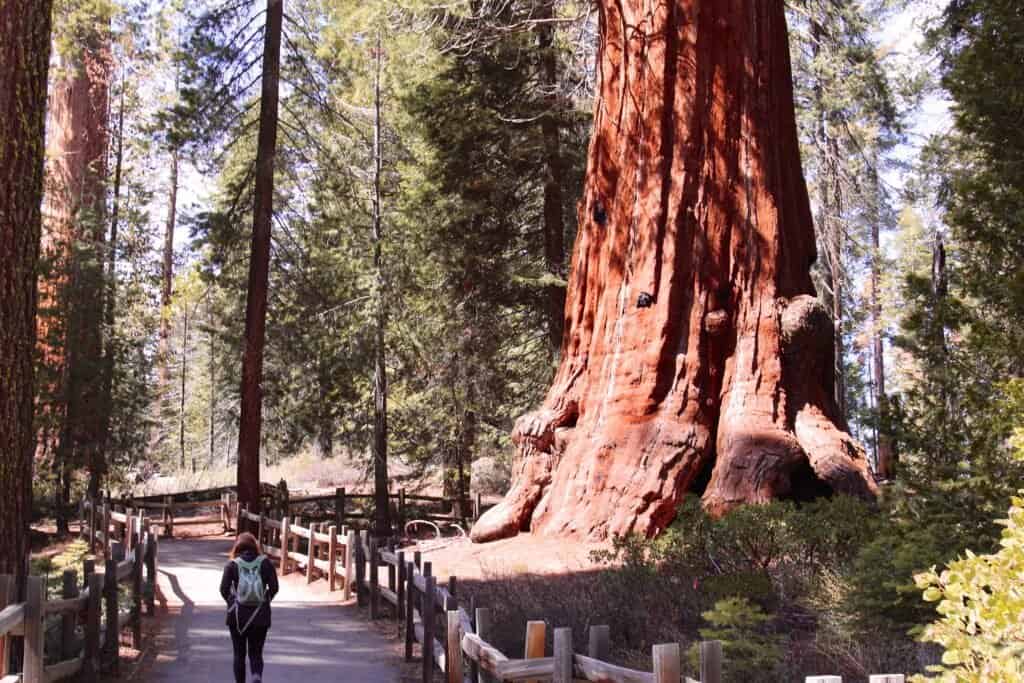 biggest and oldest redwood trees