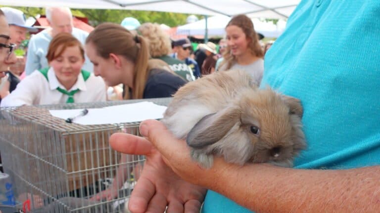 an American Fuzzy Lop