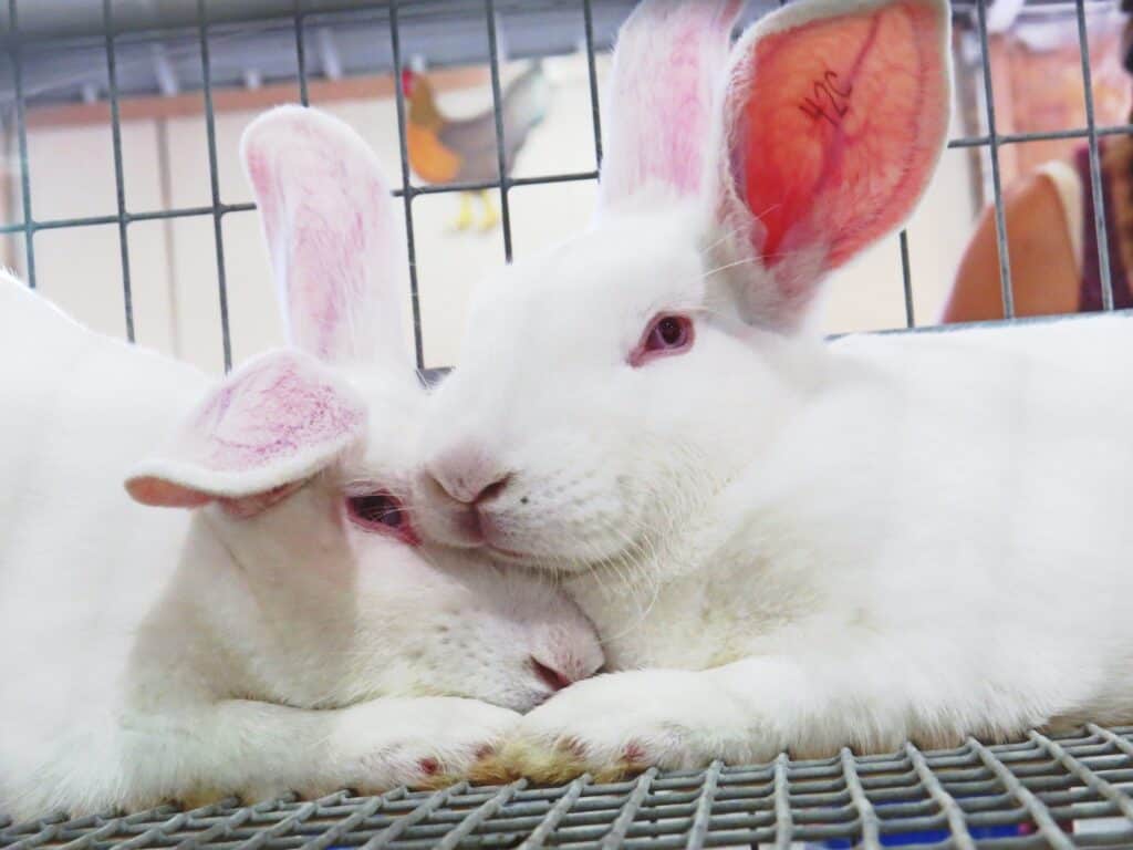 Two american rabbits