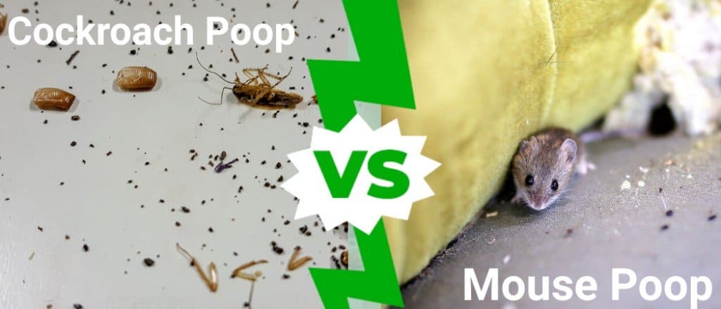 Cockroach Poop  vs Mouse Poop