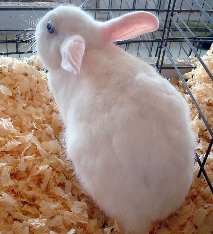 A White Polish Rabbit