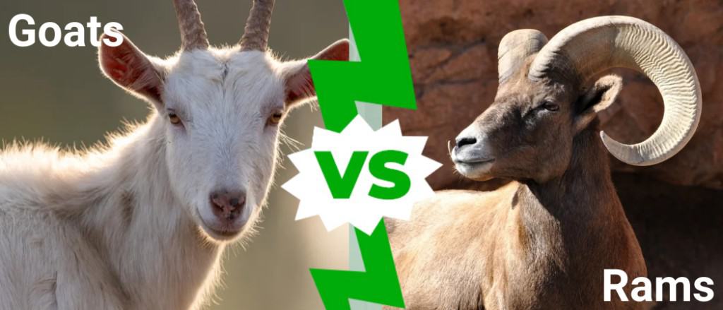 Goats vs Rams - 5 Key Differences