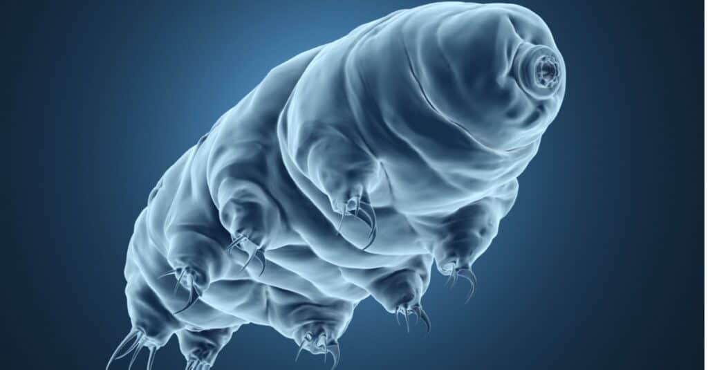 tardigrade deep sea creatures