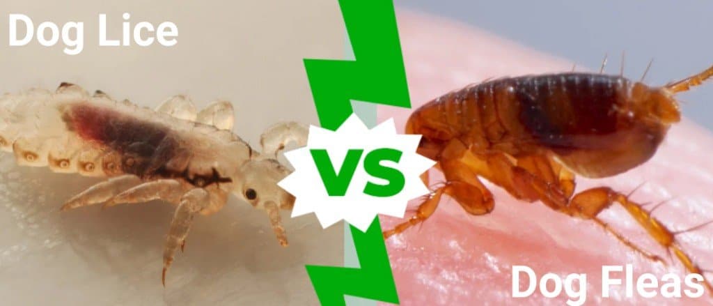 Dog Lice vs Fleas: What’s the Difference? - IMP WORLD