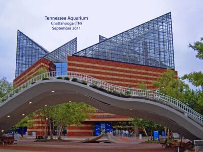 A Tennessee Aquarium: Ideal Time to Go + 1,200 Amazing Animals to See