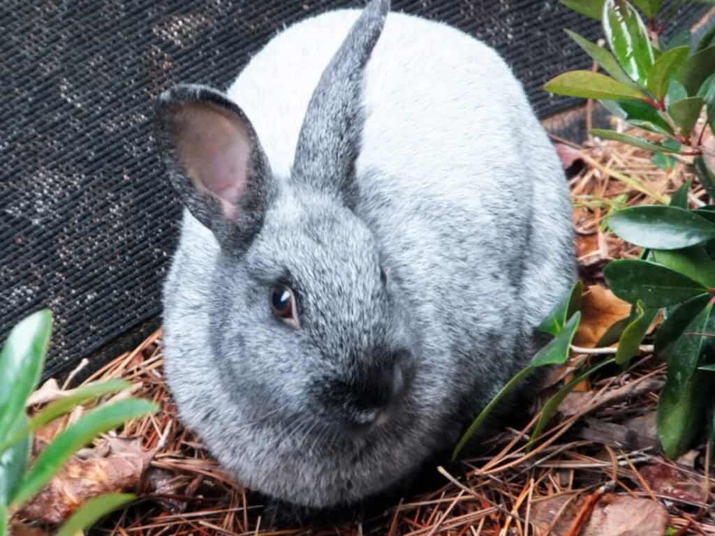 A Champagne D’ Argent Rabbit