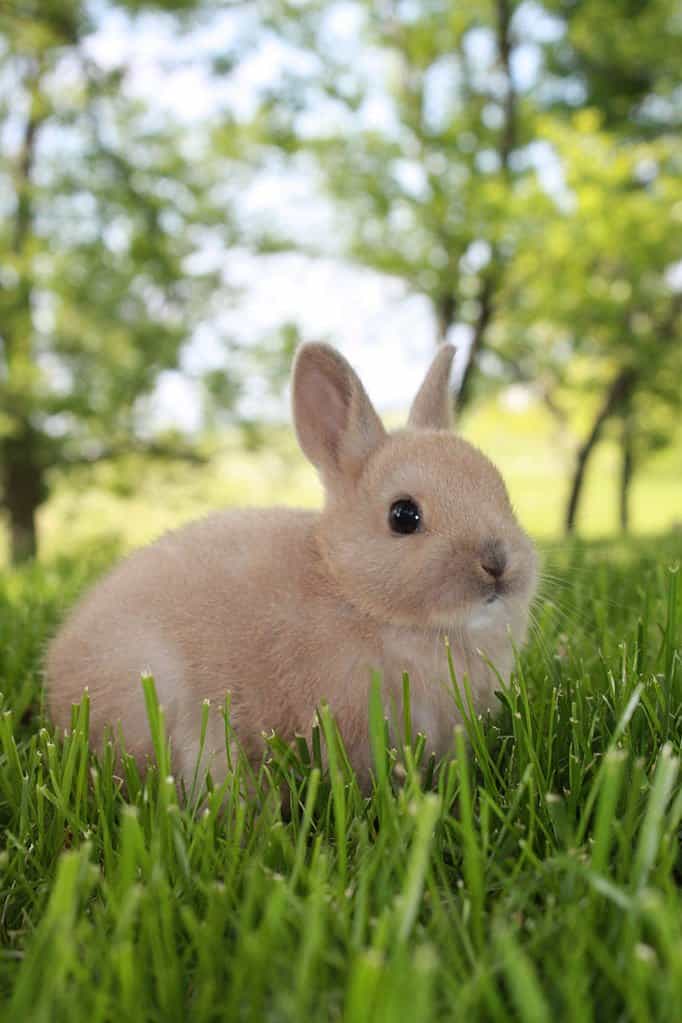 Netherlands Dwarf rabbit