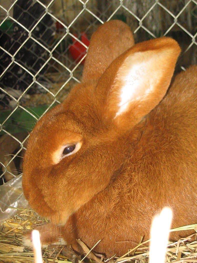 New Zealand rabbit