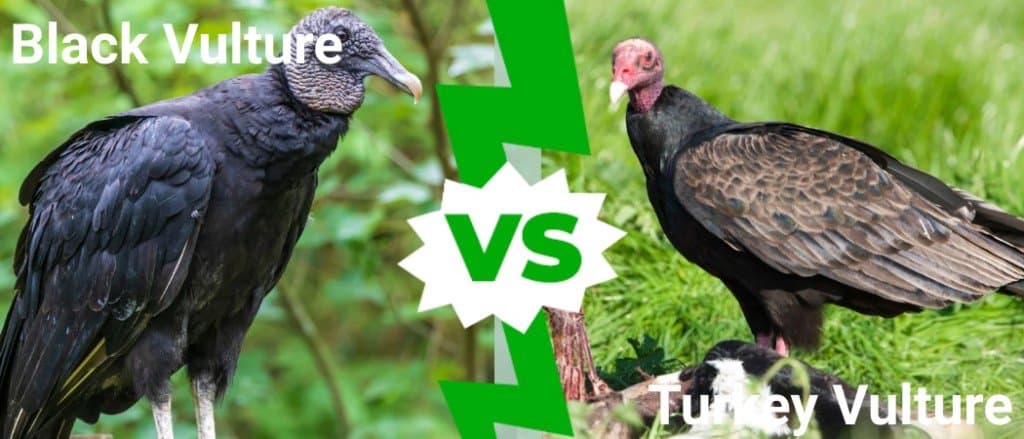 Black Vulture  vs Turkey Vulture