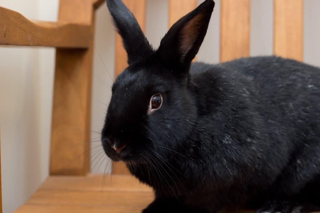 A Havana Rabbit