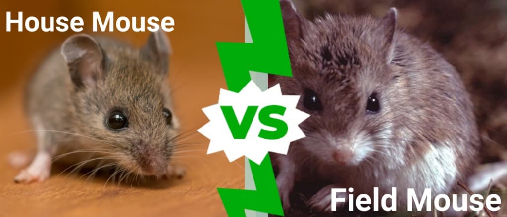 field mice vs house mice australia