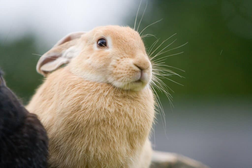 An Argente Creme Rabbit