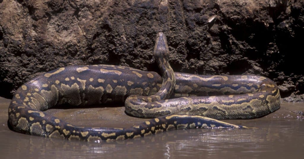 African rock python in the water