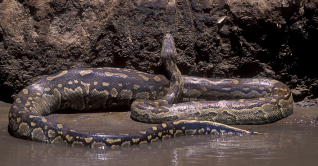 Watch A Hungry Python Try To Make A Huge Gazelle It S Afternoon Snack   African Rock Python 1024x535 