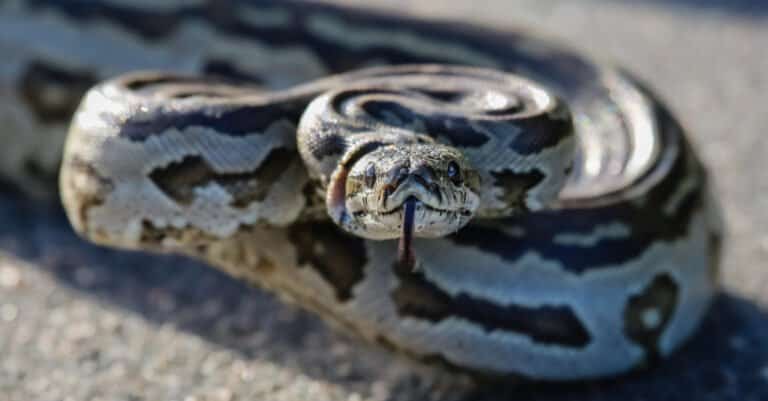 close up of African rock python