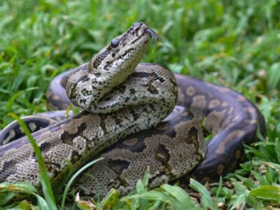 A Python sebae