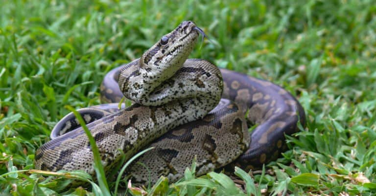 African rock python curled up with head in air